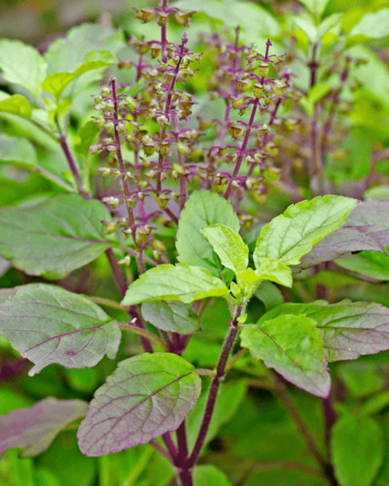 Tulasi